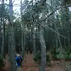 El bosque encantado