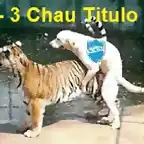 tigre-vs-perro1