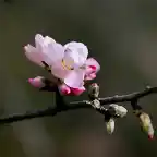 flor del amendro,  marca