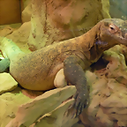 Varanus komodoensis 2 (24-9-18 Artis)