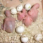 kitty y sus hijos 29-8-10