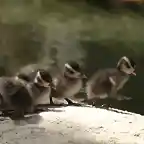 patitos