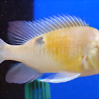 Biotodoma cupido