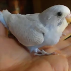 5  pollo  7-12-11