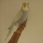 1 pollo  7-12-11