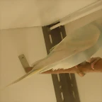 3  pollo  7-12-11