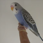 2  pollo  7-12-11