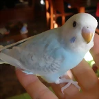 4  pollo 7-12-11