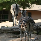 Zoo de Barcelona 043