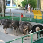 Zoo de Barcelona 072
