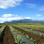 Pineapple Field, Oahu