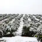 24, olivares del planto bajo, marca