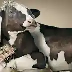vaca-novia