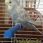 FB_IMG_1504359732805