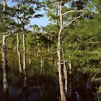 Dwarf Cypress Forest, Everglades National Park, Florida