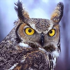 Eagle Owl