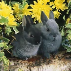 Dwarf Rabbits