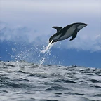 Dusky Dolphin, New Zealand