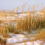 Dunes at Dawn, Destin, Florida