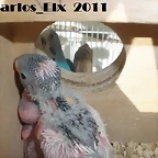 mami (2) 16-2-11