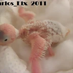 3 pollo 16-2-11