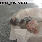 1 `pollo  16-2-11
