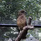 Kea (Nestor notabilis)