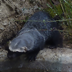 Galictis vittata 2 (7-10-23 Bioparque Amaru)