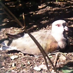 Vanellus chilensis (11-8-13 Zoo de Plzen)
