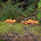DSCN8733