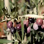 17, aceitunas en la oliva, marca