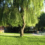 Piscina2