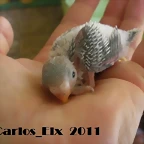 5 pollo  9-9-2011