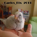 1 pollo 9-9-2011