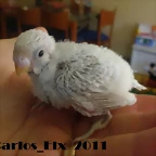 2 pollo  9-9-2011