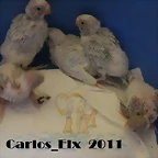 todos  9-9-2011