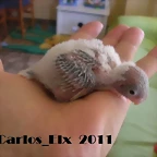 4 pollo  9-9-2011