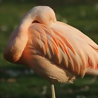 Zoo de Barcelona 19-02-12 740