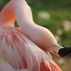 Zoo de Barcelona 19-02-12 767