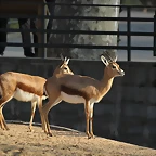 Zoo de Barcelona 19-02-12 689