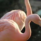 Zoo de Barcelona 19-02-12 786