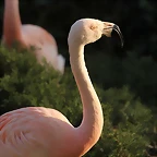 Zoo de Barcelona 19-02-12 774