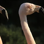 Zoo de Barcelona 19-02-12 778