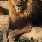 Zoo de Barcelona 19-02-12 710