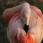 Zoo de Barcelona 19-02-12 746