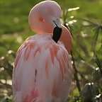 Zoo de Barcelona 19-02-12 785