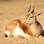 Zoo de Barcelona 19-02-12 692
