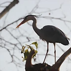 Zoo de Barcelona 19-02-12 730