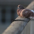 Zoo de Barcelona 19-02-12 796