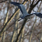 Zoo de Barcelona 19-02-12 734